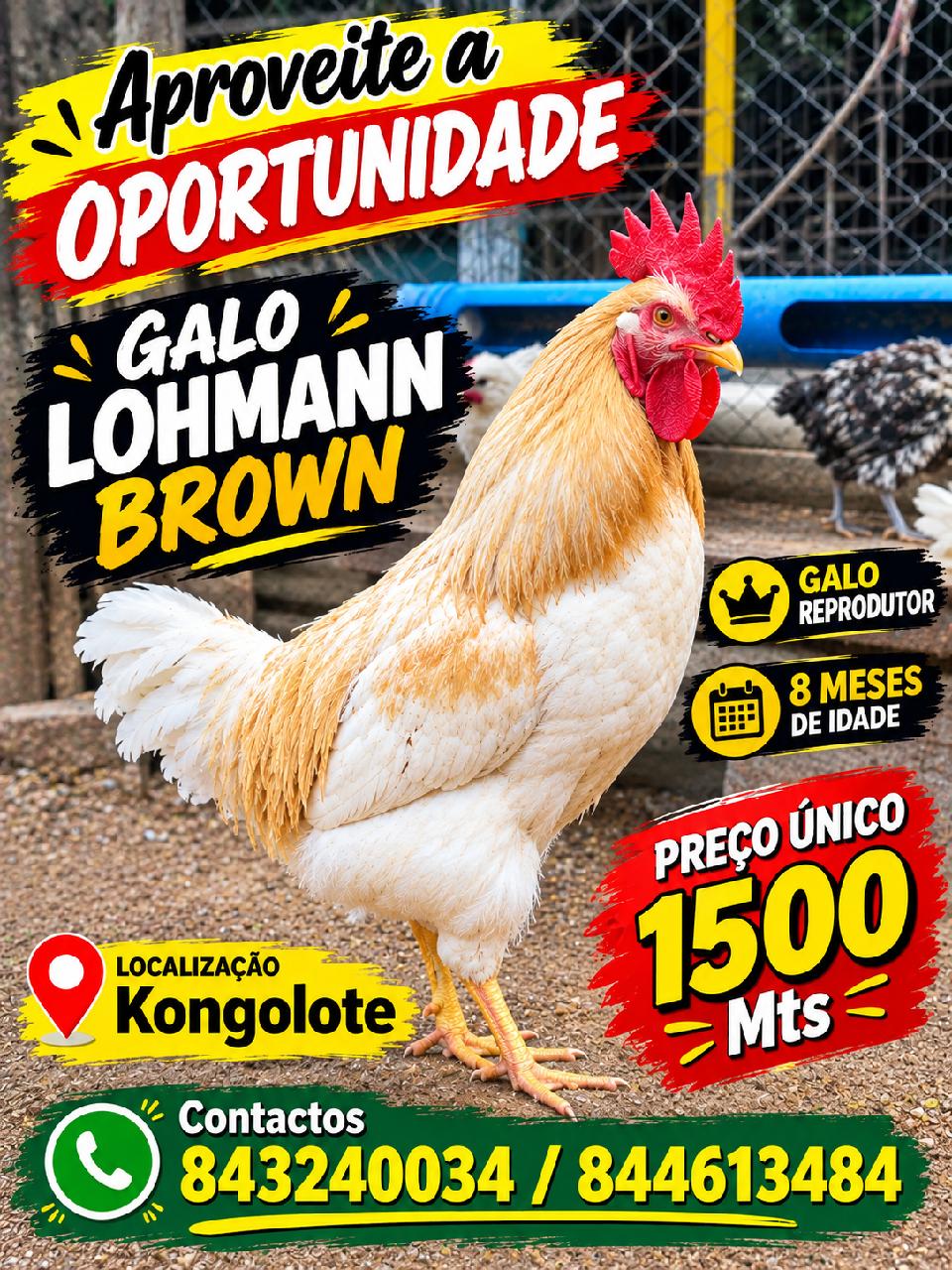 apreveite a opurtunidade